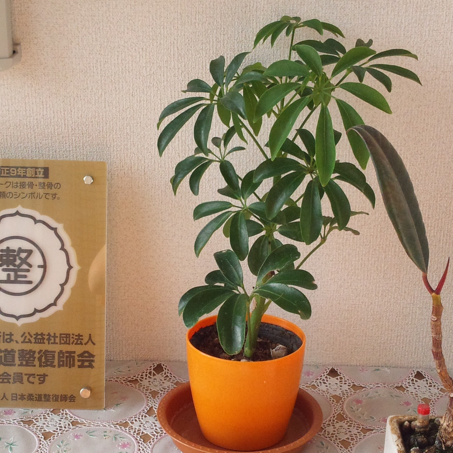 院内の小物